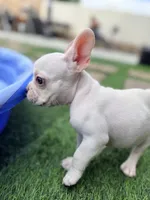 Samson, a male French Bulldog for sale in Murrieta, CA – 5 of 7