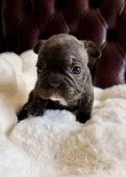 Bonnie , a female French Bulldog for sale in Murrieta, CA – 2 of 5