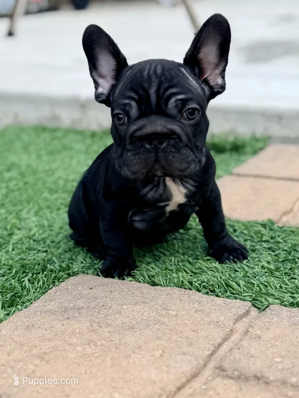 Clyde AKA Big Mac – French Bulldog puppy for sale in Murrieta, CA