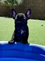 Clyde AKA Big Mac, a male French Bulldog for sale in Murrieta, CA – 7 of 8