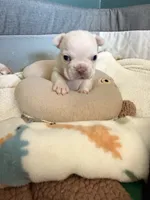 Samson, a male French Bulldog for sale in Murrieta, CA – 3 of 7