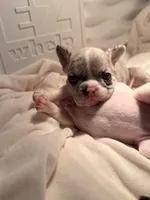 Delilah, a female French Bulldog for sale in Murrieta, CA – 5 of 8