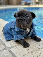 Clyde AKA Big Mac, a male French Bulldog for sale in Murrieta, CA – 6 of 6