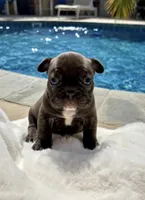 Bonnie , a female French Bulldog for sale in Murrieta, CA – 5 of 5