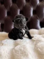 Clyde AKA Big Mac, a male French Bulldog for sale in Murrieta, CA – 2 of 6