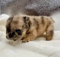 Dutchess, a female French Bulldog for sale in Murrieta, CA – 5 of 6