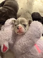 Delilah, a female French Bulldog for sale in Murrieta, CA – 4 of 8
