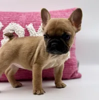 Aspen, a female French Bulldog for sale in Murrieta, CA – Photo 10 of 10