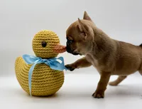 Aspen, a female French Bulldog for sale in Murrieta, CA – Photo 1 of 10