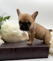 Aspen, a female French Bulldog for sale in Murrieta, CA – Photo 2 of 10