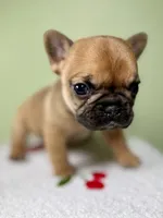 Aspen, a female French Bulldog for sale in Murrieta, CA – Photo 9 of 10