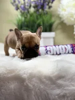 Aspen, a female French Bulldog for sale in Murrieta, CA – Photo 7 of 10