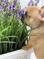 Aspen, a female French Bulldog for sale in Murrieta, CA – Photo 6 of 10