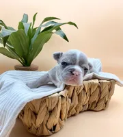 Delilah, a female French Bulldog for sale in Murrieta, CA – 6 of 8