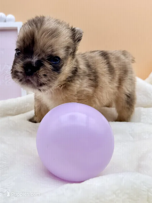 Dutchess – French Bulldog puppy for sale in Murrieta, CA