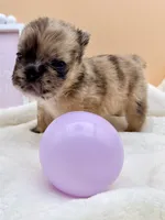 Dutchess, a female French Bulldog for sale in Murrieta, CA – 1 of 6