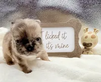 Dutchess, a female French Bulldog for sale in Murrieta, CA – 6 of 6