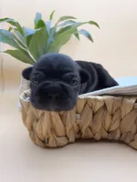 Clyde AKA Big Mac, a male French Bulldog for sale in Murrieta, CA – 5 of 6