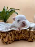 Samson, a male French Bulldog for sale in Murrieta, CA – 4 of 7