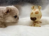 Royal, a female French Bulldog for sale in Murrieta, CA – 2 of 6