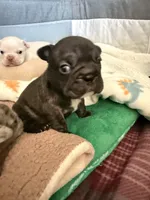 Bonnie , a female French Bulldog for sale in Murrieta, CA – 3 of 5