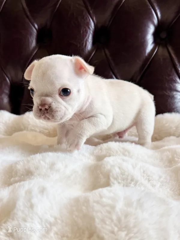 Samson – French Bulldog puppy for sale in Murrieta, CA