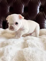 Samson, a male French Bulldog for sale in Murrieta, CA – 1 of 7