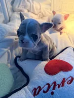 Delilah, a female French Bulldog for sale in Murrieta, CA – 3 of 8