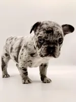 Picchu, a female French Bulldog for sale in Murrieta, CA – Photo 4 of 7