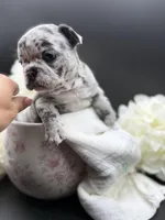 Picchu, a female French Bulldog for sale in Murrieta, CA – Photo 2 of 7