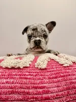 Picchu, a female French Bulldog for sale in Murrieta, CA – Photo 7 of 7