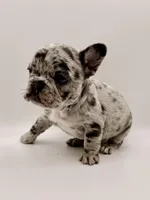 Picchu, a female French Bulldog for sale in Murrieta, CA – Photo 6 of 7