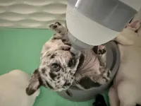 Picchu, a female French Bulldog for sale in Murrieta, CA – Photo 5 of 7