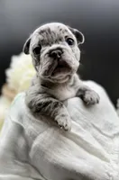 Picchu, a female French Bulldog for sale in Murrieta, CA – Photo 3 of 7