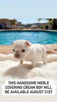 Samson, a male French Bulldog for sale in Murrieta, CA – 7 of 7