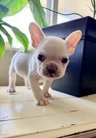 Samson, a male French Bulldog for sale in Murrieta, CA – 4 of 7