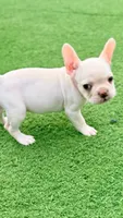 Samson, a male French Bulldog for sale in Murrieta, CA – 9 of 9