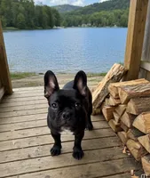 Pepe Lepew , a male French Bulldog for sale in Murrieta, CA – 2 of 4