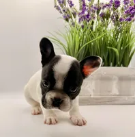 GeGe, a female French Bulldog for sale in Murrieta, CA – Photo 5 of 8