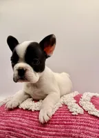 GeGe, a female French Bulldog for sale in Murrieta, CA – Photo 8 of 8