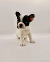 GeGe, a female French Bulldog for sale in Murrieta, CA – Photo 7 of 8