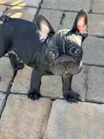 Clyde AKA Big Mac, a male French Bulldog for sale in Murrieta, CA – 8 of 8