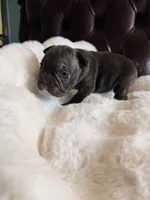Bonnie , a female French Bulldog for sale in Murrieta, CA – 4 of 5