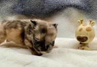Dutchess, a female French Bulldog for sale in Murrieta, CA – 4 of 6