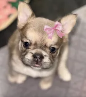 Willow, a female French Bulldog for sale in Murrieta, CA – Photo 1 of 10