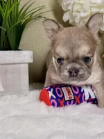 Willow, a female French Bulldog for sale in Murrieta, CA – Photo 3 of 10