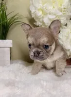 Willow, a female French Bulldog for sale in Murrieta, CA – Photo 4 of 10