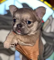 Willow, a female French Bulldog for sale in Murrieta, CA – Photo 5 of 10