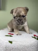 Willow, a female French Bulldog for sale in Murrieta, CA – Photo 7 of 10