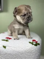 Willow, a female French Bulldog for sale in Murrieta, CA – Photo 10 of 10